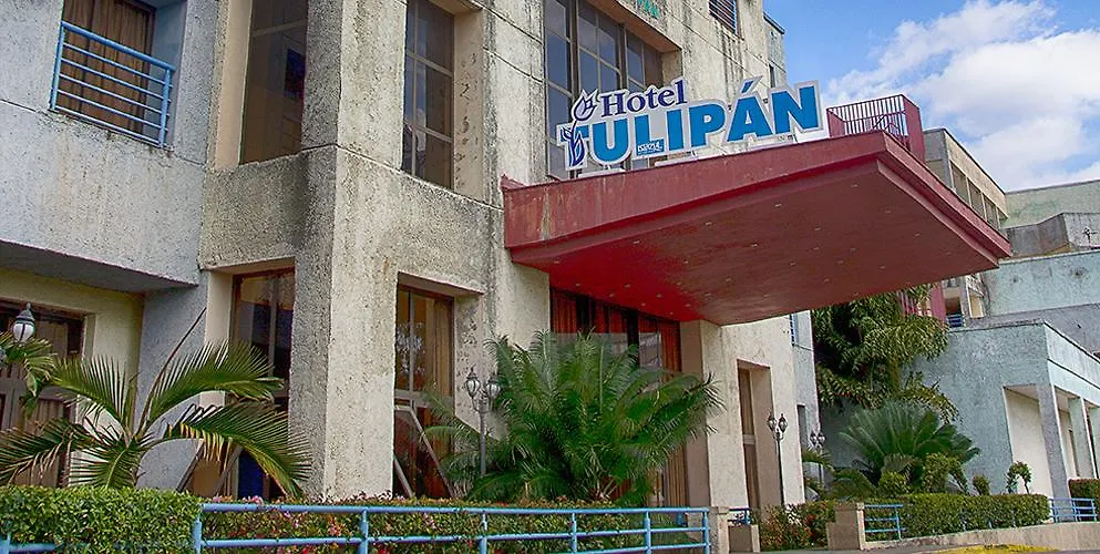 Tulipan-1