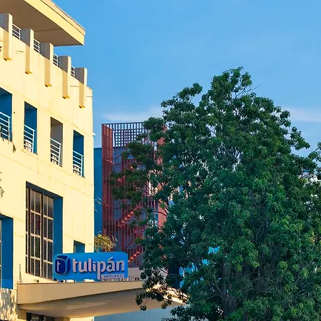 Tulipan-3